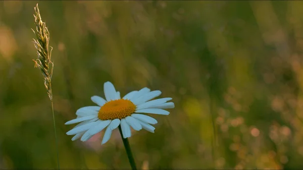 Chamomile on summer field on blurred green background. Creative. Close up of beautiful flower with white petals and yellow bud. — Stockfoto