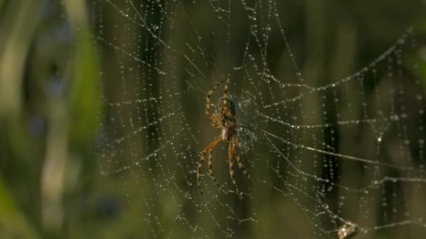 Een insect dat op een web hangt. Creativiteit. Een macro shot van een lang spinnenweb met een grote spin eraan hangend in het gras. — Stockvideo