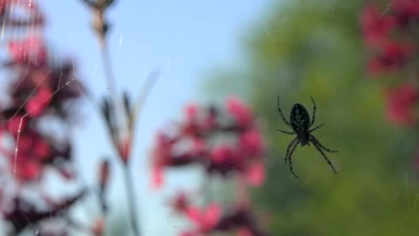 거미가 거미줄에 매달려 있습니다. 창의 성. 풀 속의 아름다운 분홍빛 꽃 옆에 있는 거미집에 있는 검은 거미. — 비디오