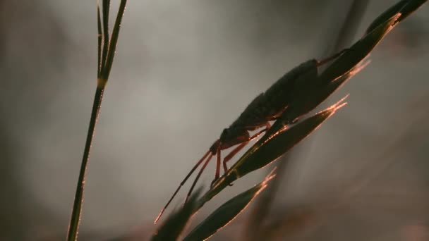 लांब व्हिस्करसह मोठ्या कीटकांसह एक लँडस्केप. क्रिएटिव्ह. ज्या फुलांवर किडे गवत मध्ये क्रॉल करतात त्यांचे मॅक्रो फोटोग्राफी . — स्टॉक व्हिडिओ