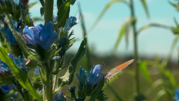 美しい明るい花と明るいフィールド。創造的だ。蝶や他の昆虫が座っている青い花は、芝生が太陽の光で明るく成長する森の隣のフィールドにあります。. — ストック動画