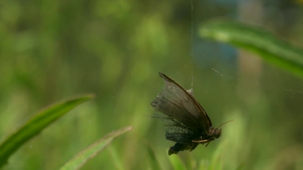 蝶がクモの巣に絡まってマクロ写真を撮る。創造的だ。小さな蛾は巣の上にぶら下がり、その後ろにはたくさんの草があります — ストック動画