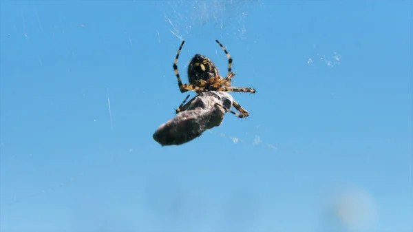 Spider with victim on web. Creative. Close-up of wild spider wrapping web around victim. Spider cooks food on web on blue sky background — Fotografia de Stock