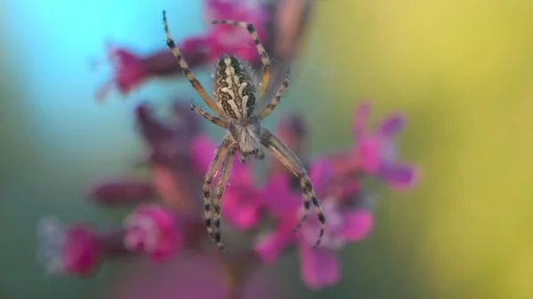 Macro view of a small spider with falling drops of summer rain. Creative. Spider insect on its web on blurred floral background. — Stockfoto