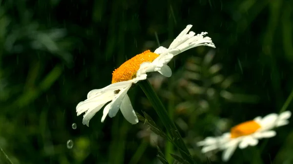 Primer plano de hermosas flores de manzanilla bajo la lluvia cálida del verano. Creativo. Gotas de agua cayendo sobre pétalos blancos y capullos amarillos de flores. — Foto de Stock