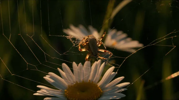 Close up de aranha na flor de camomila, campo de verão. Criativa. Teia de aranha entre flores no prado de verão por do sol. — Fotografia de Stock