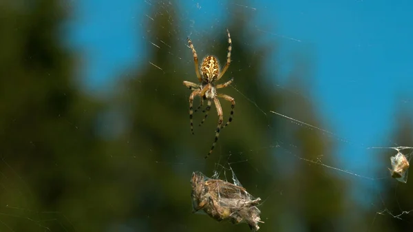 Araña girando la telaraña alrededor de su víctima en el fondo de árboles borrosos verdes y el cielo. Creativo. Mundo de naturaleza salvaje. — Foto de Stock