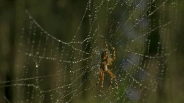 Örümceğin çiğ tanecikli yakın çekimi. Yaratıcı. Güzel vahşi örümcek yağmurdan sonra ağda. Yaz otlağının makrokozu