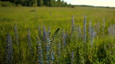 Güzel parlak çiçeklerle dolu parlak bir tarla. Yaratıcı. Üzerinde kelebekler ve diğer böceklerin oturduğu mavi çiçekler üzerinde güneş ışığı olan bir ormanın yanındaki tarlada büyür..