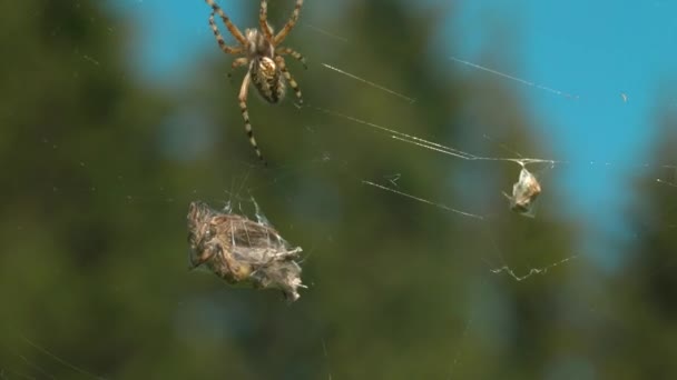 Pavouk s obětí na webu. Kreativní. Divoký pavouk se chystá jíst kořist chycenou v pavučině. Divoký svět makrokosmu na letní louce — Stock video