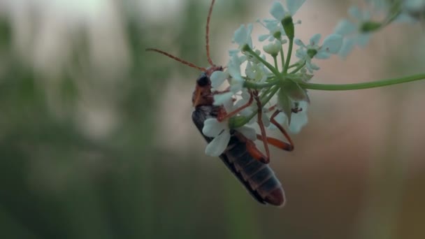 Eine Landschaft mit großen Insekten mit langen Schnurrhaaren. Kreativ. Makrofotografie von Blumen, auf denen Insekten im Gras kriechen. — Stockvideo