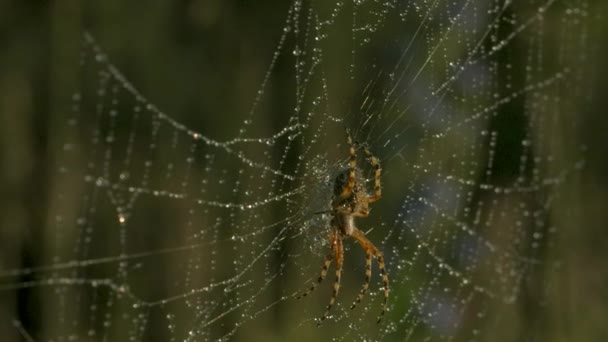 Detailní záběr pavouka na pavučině s rosou. Kreativní. Krásný divoký pavouk na pavučině po dešti. Makrokosmos letní louky — Stock video