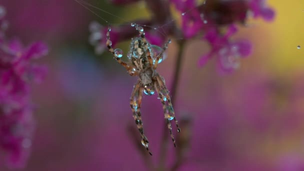 Spinne im Netz mit Tau auf der Sommerwiese. Kreativ. Wilde Spinne im Netz nach Regen auf Sommerwiese. Sonniger Tag in der Makrowelt der Wiese — Stockvideo