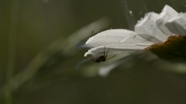Una margarita sobre la que se arrastra una hormiga. Creativo. Un pequeño insecto negro se arrastra sobre una flor blanca y está lloviendo. — Vídeo de stock