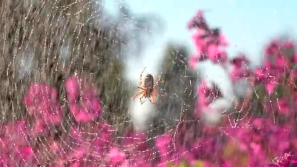 Hermosa araña en la web bajo la lluvia de verano. Creativo. Araña en la tela en la floreciente pradera de verano durante la lluvia. Lluvia de verano en el prado con araña y flores. Macro mundo del prado — Vídeo de stock