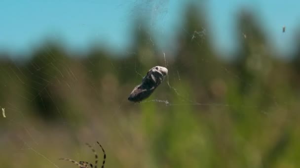 Pavučina v makro fotografii. Krenavti. Přirozená pavučina, na které visí zámotek hmyzu a pár spletitých větví na pozadí vysokých stromů a modré denní oblohy. — Stock video