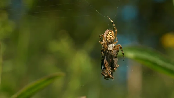 Zbliżenie pająka i jego ofiary uwięzionych w sieci na rozmazanym zielonym tle. Kreatywny. Koncepcja dzikiej przyrody, karmienie owadów. — Zdjęcie stockowe