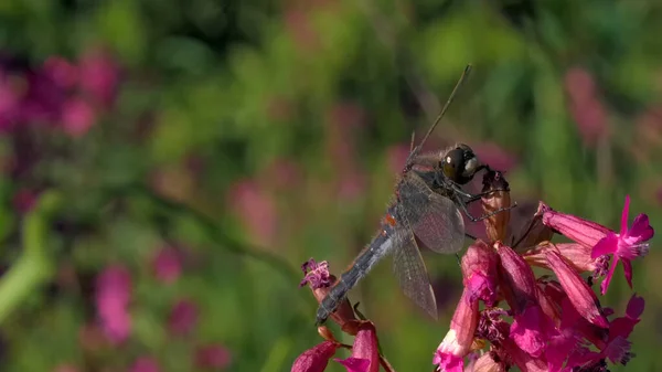 Blooming pink and purple meadow and a dragonfly on the flowerbed in the garden. Creative. Close up of an insect on a soft petal of a flower. — Stockfoto