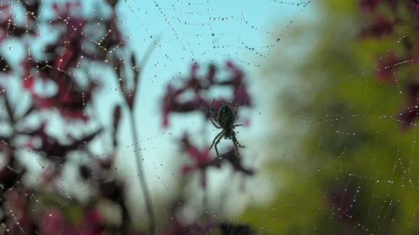 Large spider hanging on spider web on blurred green and pink background. Creative. Close up of an insect on a summer field under falling rain. — Fotografia de Stock