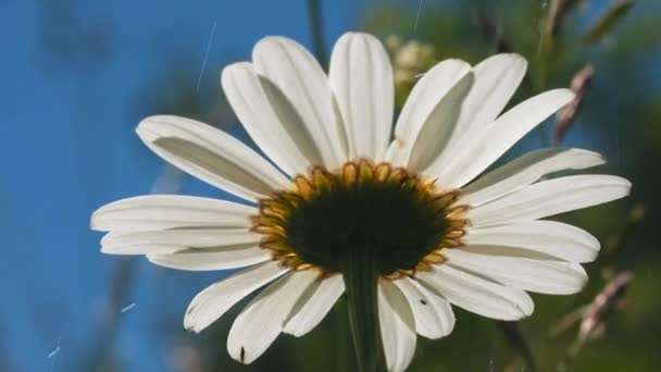 Cerca de la vista inferior de una flor de margarita en un día soleado lluvioso. Creativo. Gotas de agua cayendo sobre pétalos blancos y suaves en el fondo del prado verde. — Vídeos de Stock