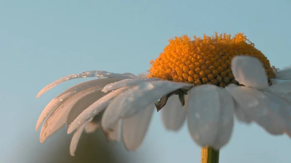 Primer plano de las gotas de agua del crecimiento de la flor de la margarita en el fondo borroso del cielo. Creativo. Flor amarilla con pétalos blancos. — Foto de Stock