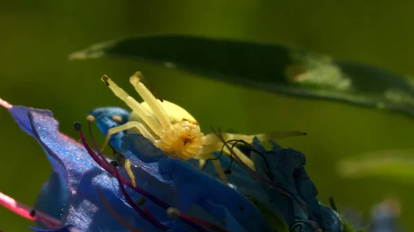 Sommerblumen an einem sonnigen Tag, Konzept der Natur und Flora. Kreativ. Nahaufnahme von blauen und gelben Blume auf einer grünen blühenden Wiese Hintergrund. — Stockfoto