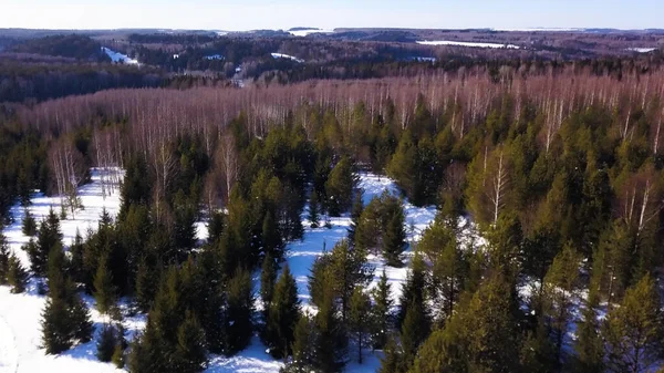 Winterwald aus der Vogelperspektive. Clip. Große Tannen und kahle Birken stehen an einem strahlenden Tag mit viel Schnee nebeneinander. — Stockfoto