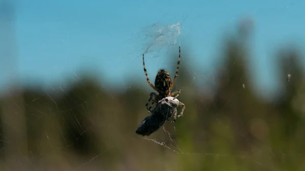 Feche de perto uma aranha e sua vítima presa em uma teia sobre fundo verde borrado. Criativa. Conceito de natureza selvagem, alimentação de um inseto. — Fotografia de Stock