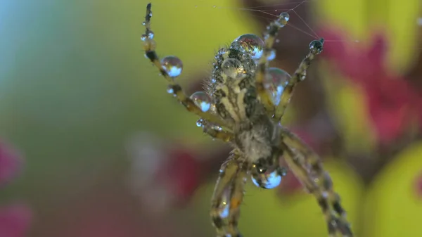 Vista macro de una pequeña araña con gotas de agua en su cuerpo. Creativo. Insecto araña en su tela sobre fondo floral borroso. — Foto de Stock