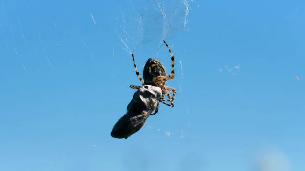 Tarantula in macro fotografie. Creatief. De spin neemt een grote grijze steen mee over het web en op de achtergrond zie je een helderblauwe wolkenloze hemel. — Stockfoto