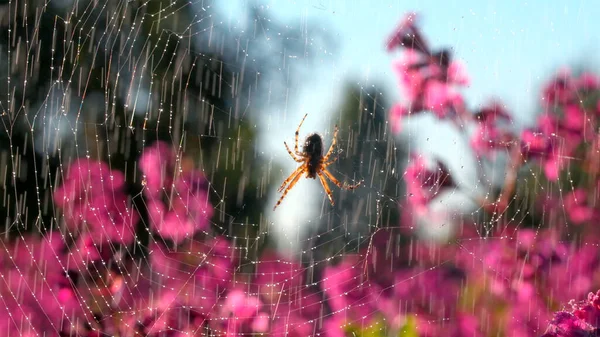 Krople wody deszczowej spadające na miękkie różowe kwiaty i sieć z pająkiem. Kreatywny. Letni ciepły deszcz spadający na kwitnące kwiaty i owady. — Zdjęcie stockowe