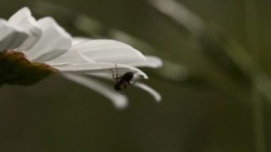 Close-up of insect on beautiful flower. Creative. Ant is sitting on petals of daisy. Macrocosm of summer meadow