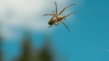Büyük güzel örümcek ağa tırmanıyor. Yaratıcı. Meadow 'da güneşli bir günde kurbanlarla örümcek ağda. Mavi arka planda vahşi örümcek ağı. Yaz otlağının makrokozu