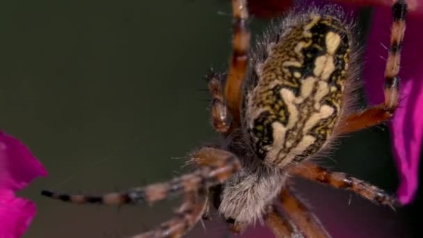 Close-up of large spider on flowers. Creative. Big beautiful spider with pattern on its back sits on flowers. Wild meadow spider on flower petals. Macrocosm of summer meadow — Stock Video