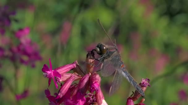 Close-up de inseto na bela flor. Criativa. Libélula alimenta-se de pólen de flores no dia ensolarado de verão. Bela libélula em flor brilhante. Macrocosmo de prado de verão — Vídeo de Stock