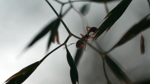 Close-up de formigas em caules de plantas. Criativa. Formiga no caule da planta verde no fundo embaçado das plantas. Belo mundo macro de prado de verão — Vídeo de Stock