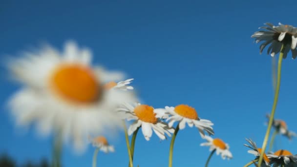 Το πεδίο των μαργαρίτες, το καλοκαίρι floral φόντο. Δημιουργικό. Όμορφα λευκά και κίτρινα λουλούδια σε ένα φωτεινό μπλε φόντο του ουρανού. — Αρχείο Βίντεο