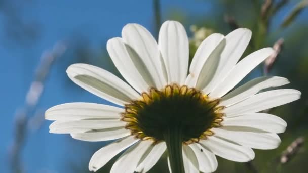 Cerrar vista inferior de una flor de margarita en un día soleado de verano. Creativo. Pétalos blancos suaves balanceándose en el viento sobre el fondo de la pradera verde. — Vídeo de stock