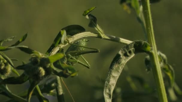 Sluiten van groene sprinkhaan op een zomerveldplant. Creatief. Insect in beweging in een groene weide onder vallende regen. — Stockvideo