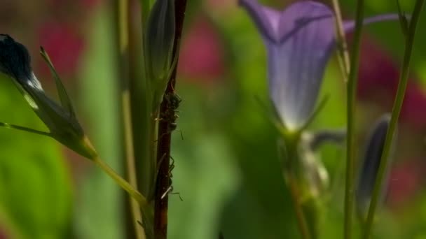 植物の茎のアリのクローズアップ。創造的だ。植物のぼやけた背景にある緑の植物の茎の上のアリ。夏の牧草地の美しいマクロ世界 — ストック動画