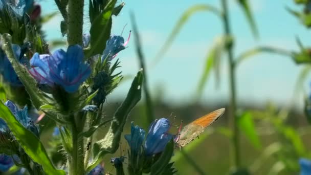 蝶は青い花に座っている。創造的だ。蝶は晴れた夏の日に青い鐘の上に静かに座っている。美しい蝶の牧草地の花に座っている。夏の牧草地のMacrocosm — ストック動画