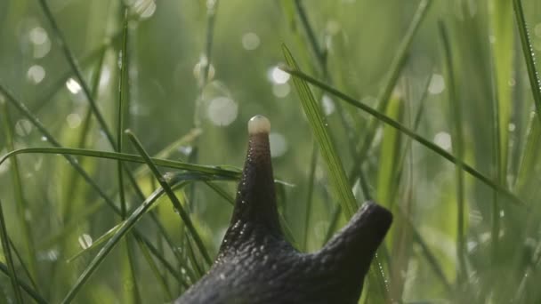 Hareket eden antenli, kocaman, güzel bir salyangoz. Yaratıcı. Bulanık yeşil çimenlikte su damlalarıyla şaşırtıcı sevimli sümüklü böcek.. — Stok video