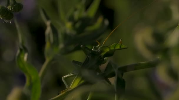 Κοντινό πλάνο της πράσινης ακρίδας σε ένα καλοκαιρινό φυτό. Δημιουργικό. Εντόμων σε κίνηση σε ένα πράσινο λιβάδι κάτω από το λαμπερό ήλιο. — Αρχείο Βίντεο