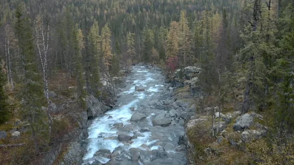 Belle nature d'un drone. Clip. Une rivière claire à côté d'une forêt avec de grands sapins et des pierres coule dans la direction de — Photo