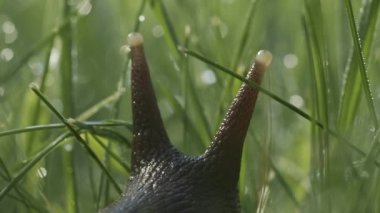 Yeşil çimenlikteki büyük salyangoz. Yaratıcı. Yaban salyangozunun yaz otlağındaki çimlere yakın çekimi. Güzel salyangoz bıyığı. Yaz otlağının makrokozu