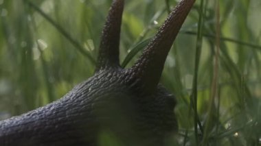 Hareket eden antenli, kocaman, güzel bir salyangoz. Yaratıcı. Bulanık yeşil çimenlikte su damlalarıyla şaşırtıcı sevimli sümüklü böcek..