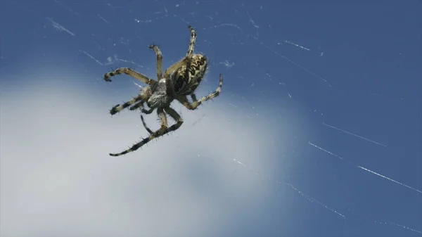 Close-up of large spider on web on background of sky. Creative. Wild meadow spider with web on blue sky background. Beautiful meadow spider on web in sunny day. Macrocosm in summer meadow — Stock Photo, Image