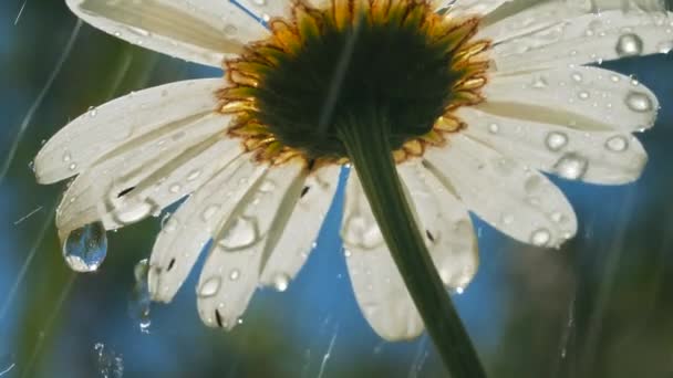 En vacker tusensköna under solen. Kreativ. En ljus vit blomma under solen där lite regn droppar . — Stockvideo