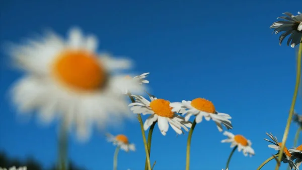 El campo de las margaritas, fondo floral de verano. Creativo. Hermosas flores blancas y amarillas sobre un fondo de cielo azul brillante. — Foto de Stock