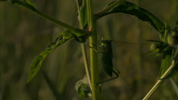 Vista macro de um gafanhoto verde que descansa no caule verde da folha. Criativa. Conceito de natureza e vida selvagem, um inseto no campo. — Fotografia de Stock